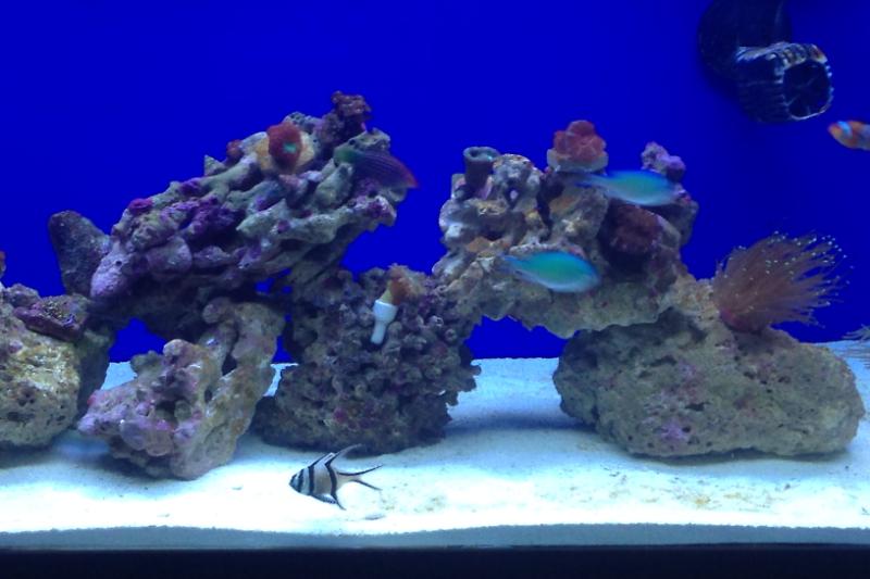 Mixed reef  Thumbnail