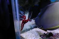 Blood Red Fire Shrimp Thumbnail