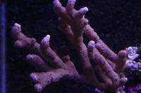 Branched Montipora Coral Thumbnail