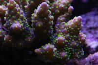 Acropora Coral Thumbnail