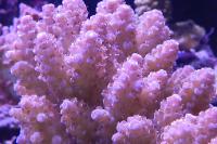 Acropora Coral Thumbnail