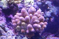 Acropora Umilis Thumbnail