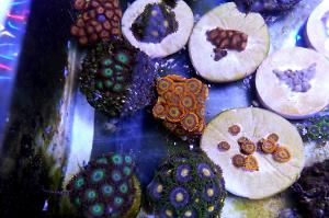 Zoanthid Thumbnail