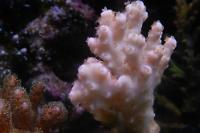 Acropora Coral Thumbnail