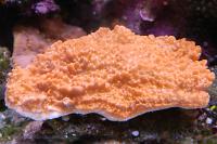 Leaf Plate Montipora Thumbnail