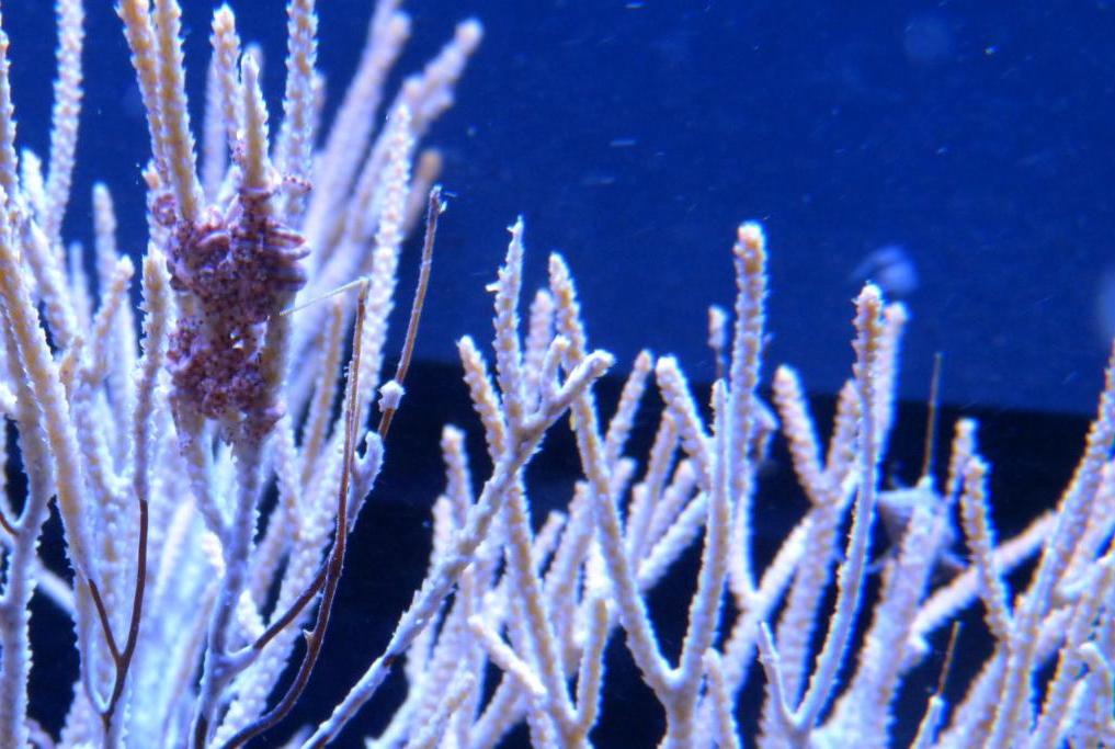 White Sea Fan