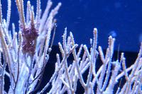 White Sea Fan Thumbnail