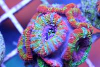 Aussie Rainbow Acan Lord Thumbnail