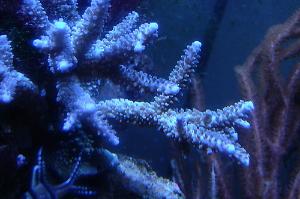 Staghorn Coral Thumbnail