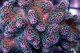 Stylophora Coral Thumbnail