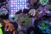 Acropora Coral Thumbnail