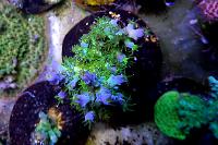 Acropora Coral Thumbnail