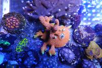 Branched Montipora Coral Thumbnail