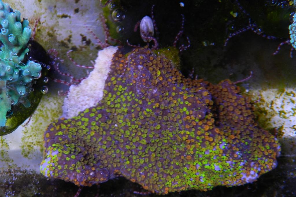 Rainbow Montipora / Montipora nodosa Rainbow Montipora 102