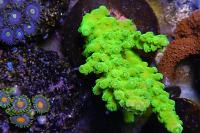 Acropora Coral Thumbnail