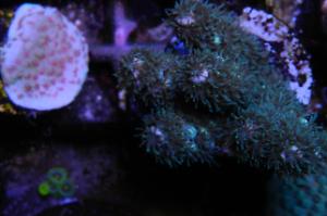 Acropora millepora Thumbnail