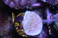 Montipora venosa Thumbnail