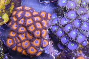 Zoanthid Thumbnail