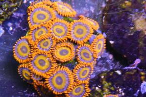 Zoanthid Thumbnail