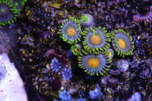 Zoanthid Thumbnail