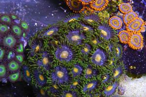 Zoanthid Thumbnail