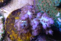 Acropora Coral Thumbnail