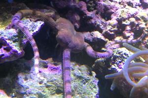 Tiger Striped Serpent Seastar