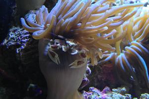 Porcelain Anemone Crab