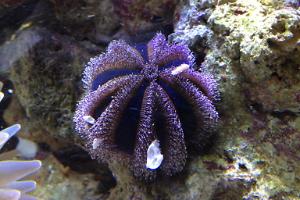 Blue Tuxedo Urchin