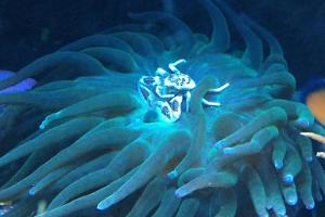 Bulb Anemone Thumbnail