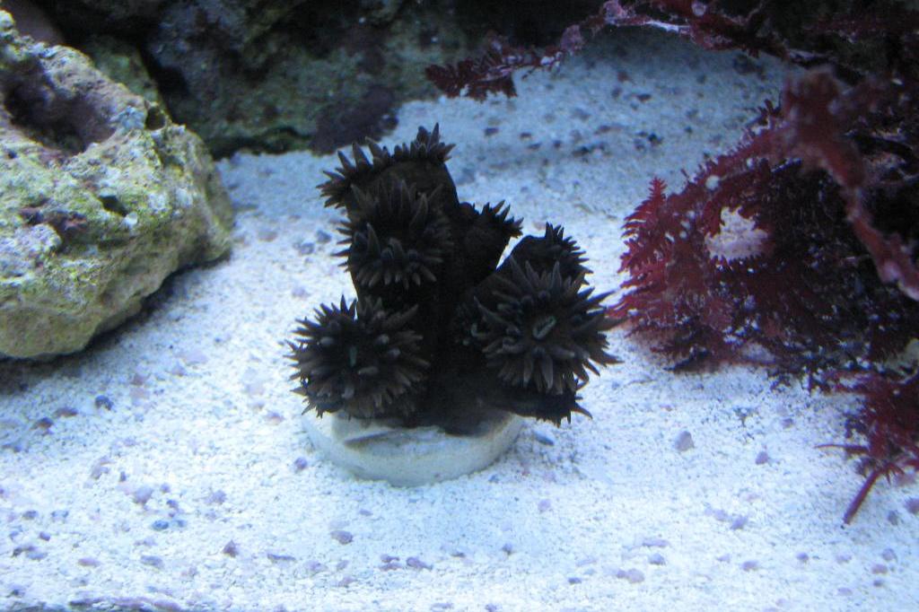 Black Tube Coral / Tubastrea micrantha 12