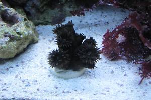 Black Tube Coral Thumbnail