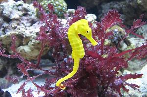 Common Seahorse Thumbnail