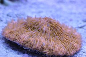 Plate Coral Orange - Short Tentacle Thumbnail