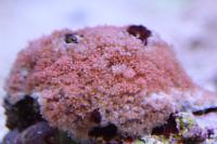 Flower Pot Coral