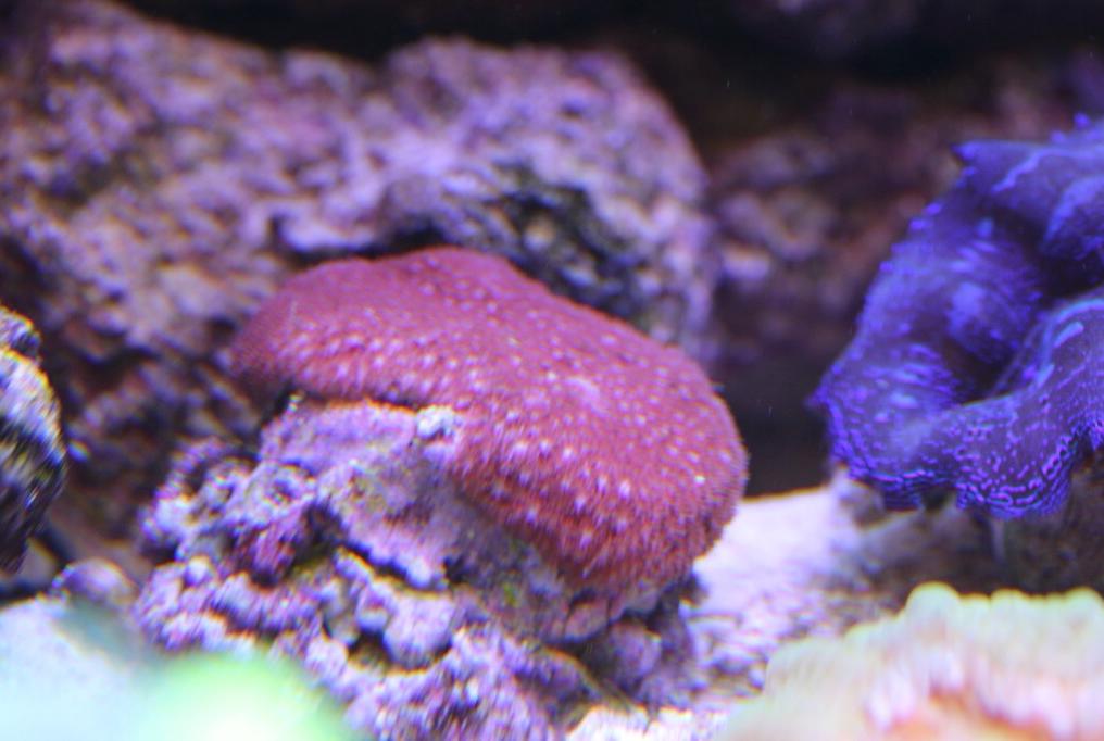 Flower Pot Coral