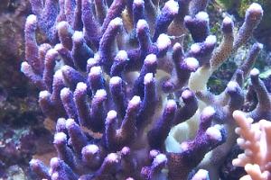 Stylophora Coral Thumbnail