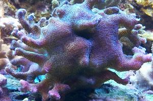 Pocillopora Thumbnail