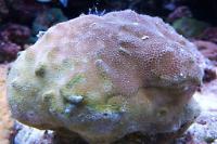 Yellow Porites Coral Thumbnail