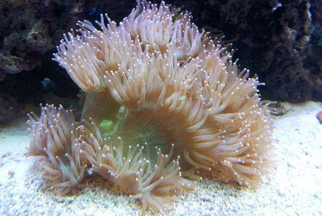 Elegance Coral