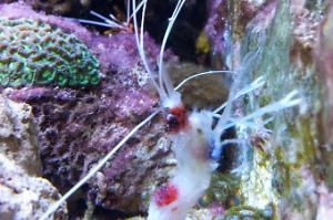 Banded Coral Shrimp Thumbnail