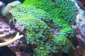 Nuclear Green zoas Thumbnail