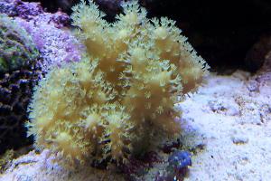 Leather Coral Thumbnail