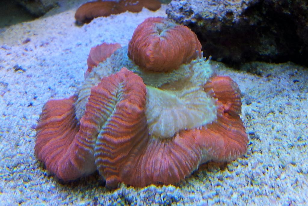 Brain Coral, Trachyphyllia