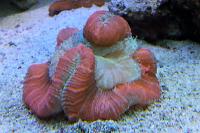 Brain Coral, Trachyphyllia