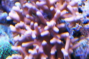 Acropora Lokani 20K Thumbnail