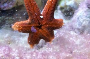 Linckia Sea Star Thumbnail