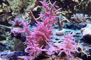 Birdsnest Coral Thumbnail