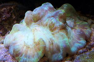 Brain Coral Trachyphyllia green Thumbnail