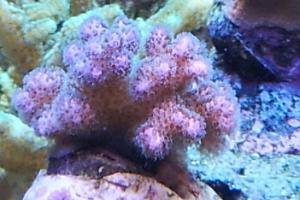 Cauliflower Coral Pocillopora pink Thumbnail